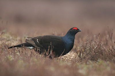 BUITEN BEELD Foto: 1756