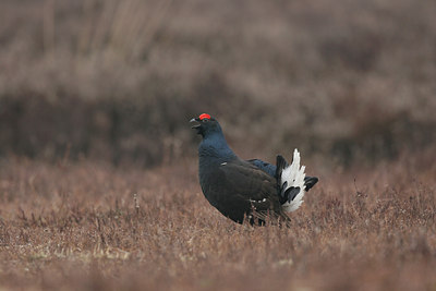 BUITEN BEELD Foto: 1758