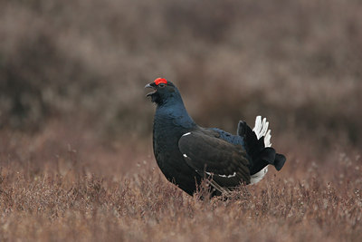 BUITEN BEELD Foto: 1760