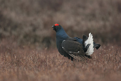 BUITEN BEELD Foto: 1761