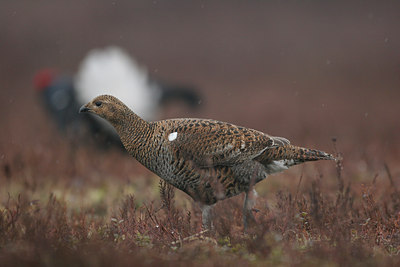 BUITEN BEELD Foto: 1764