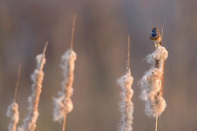 BUITEN BEELD Foto: 1769