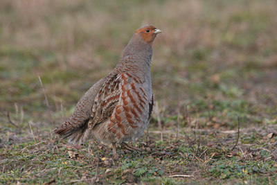 BUITEN BEELD Foto: 1789