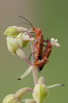 BUITEN BEELD Foto: 1796