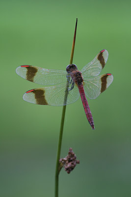 BUITEN BEELD Foto: 1817