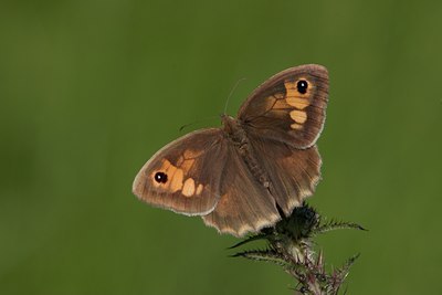 BUITEN BEELD Foto: 1819