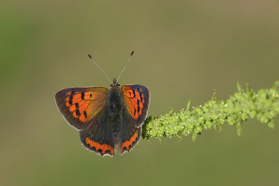 BUITEN BEELD Foto: 1821