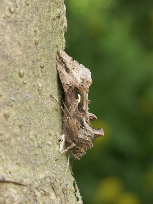 BUITEN BEELD Foto: 1850