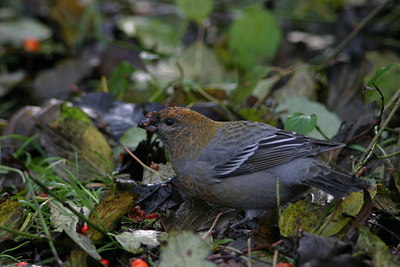 BUITEN BEELD Foto: 1854