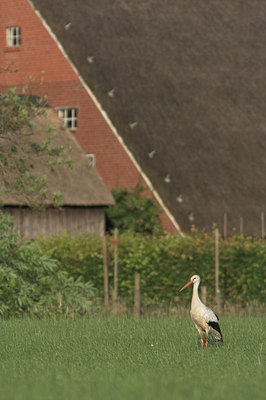 BUITEN BEELD Foto: 19119