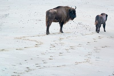 BUITEN BEELD Foto: 199311