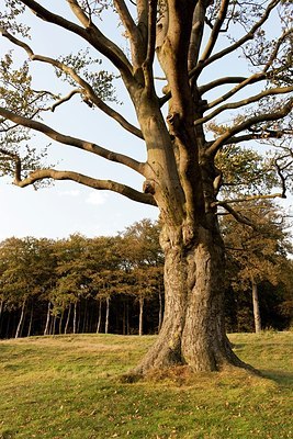 BUITEN BEELD Foto: 199405