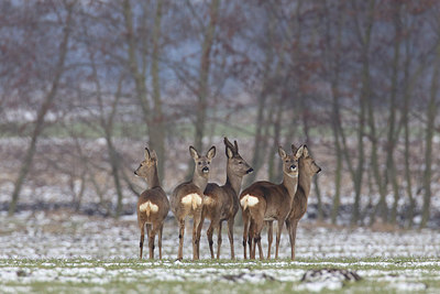 BUITEN BEELD Foto: 200193