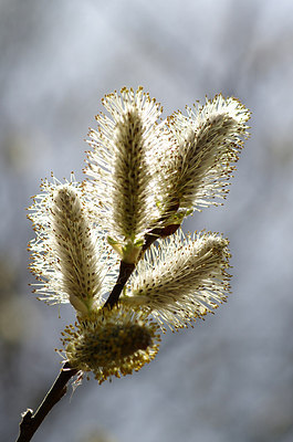 BUITEN BEELD Foto: 200899