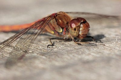 BUITEN BEELD Foto: 200985