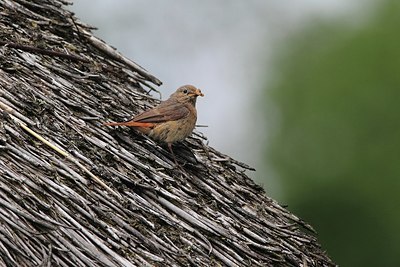 BUITEN BEELD Foto: 201135