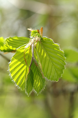 BUITEN BEELD Foto: 201164