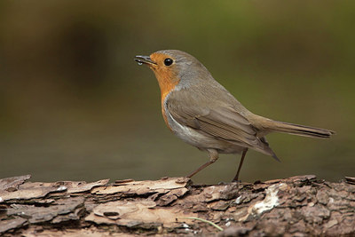 BUITEN BEELD Foto: 201234