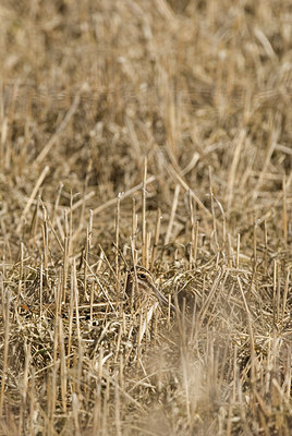 BUITEN BEELD Foto: 201337