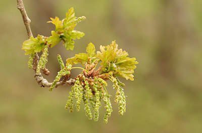 BUITEN BEELD Foto: 201541