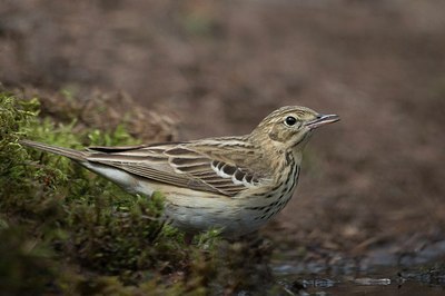 BUITEN BEELD Foto: 201634