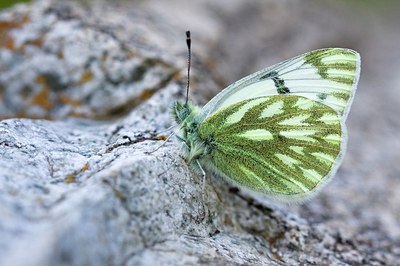 BUITEN BEELD Foto: 201765