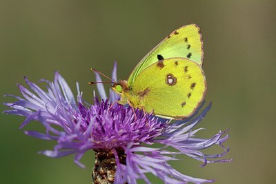 BUITEN BEELD Foto: 201827