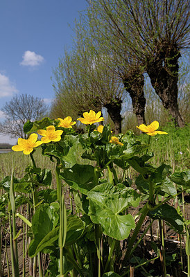 BUITEN BEELD Foto: 201933