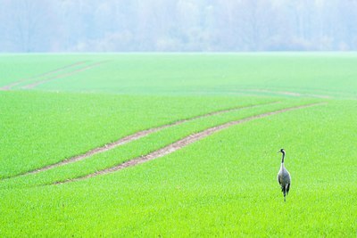 BUITEN BEELD Foto: 202135