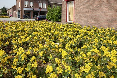 BUITEN BEELD Foto: 202180