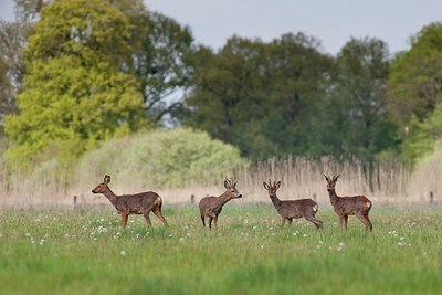 BUITEN BEELD Foto: 202271