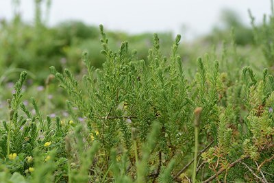 BUITEN BEELD Foto: 202344