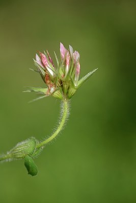 BUITEN BEELD Foto: 202411
