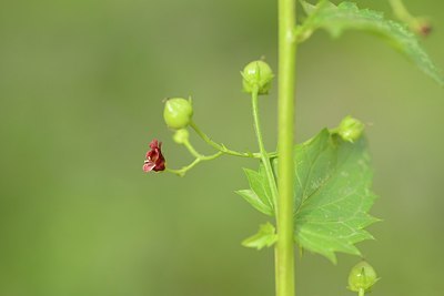 BUITEN BEELD Foto: 202422