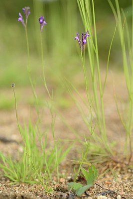 BUITEN BEELD Foto: 202455