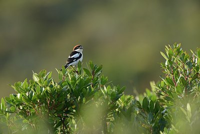 BUITEN BEELD Foto: 202472