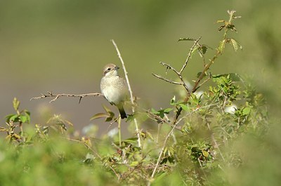 BUITEN BEELD Foto: 202496