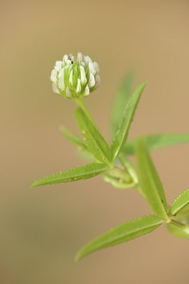 BUITEN BEELD Foto: 202651