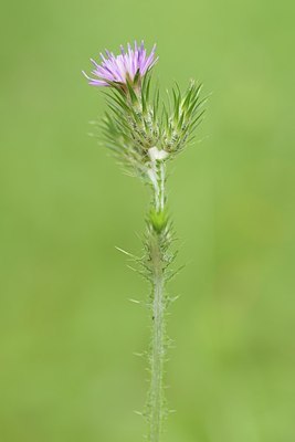 BUITEN BEELD Foto: 202652