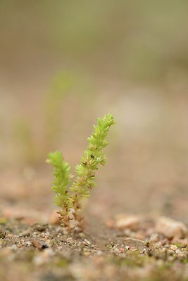 BUITEN BEELD Foto: 202671