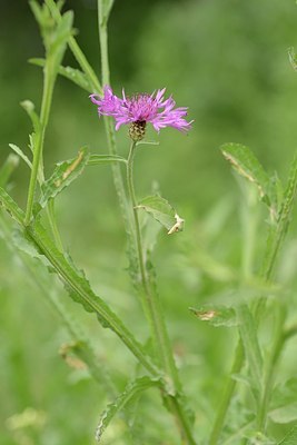 BUITEN BEELD Foto: 202701