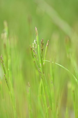 BUITEN BEELD Foto: 202849