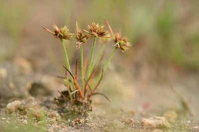 BUITEN BEELD Foto: 202937