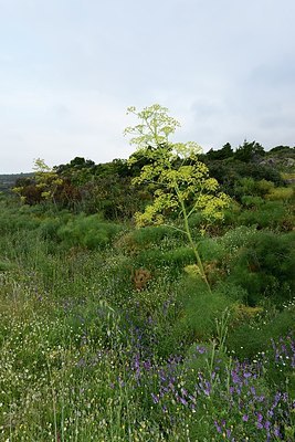 BUITEN BEELD Foto: 203008