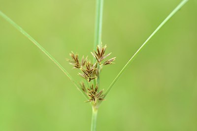 BUITEN BEELD Foto: 203042