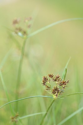 BUITEN BEELD Foto: 203045