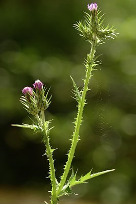 BUITEN BEELD Foto: 203124