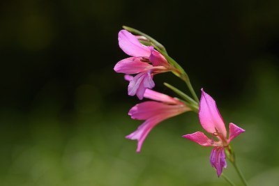 BUITEN BEELD Foto: 203142