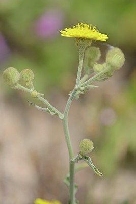 BUITEN BEELD Foto: 203252