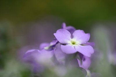 BUITEN BEELD Foto: 203253